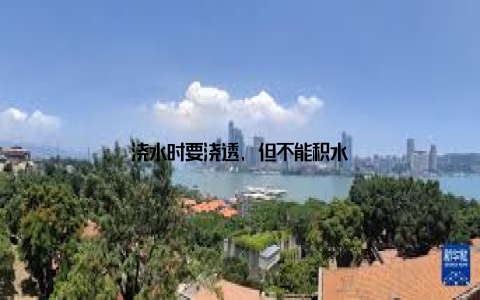 浇水时要浇透, 但不能积水