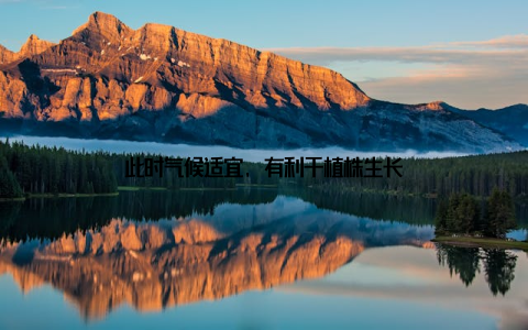 此时气候适宜, 有利于植株生长