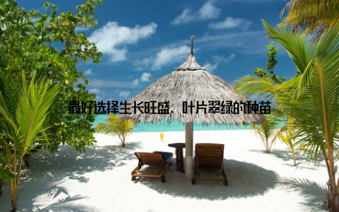 最好选择生长旺盛、叶片翠绿的种苗