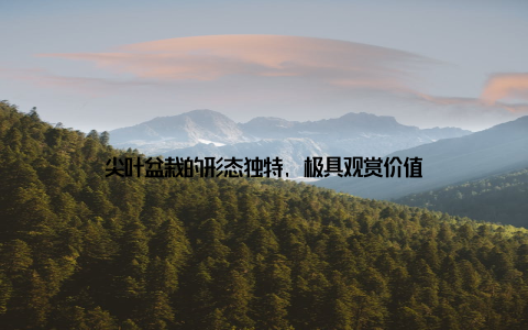 尖叶盆栽的形态独特, 极具观赏价值