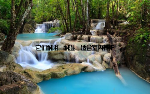 它们耐阴、耐湿, 适合室内养护