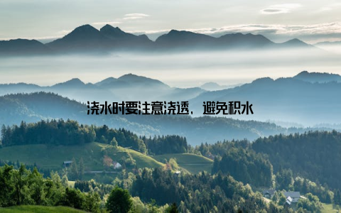 浇水时要注意浇透, 避免积水