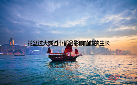 花盆过大或过小都会影响植株的生长