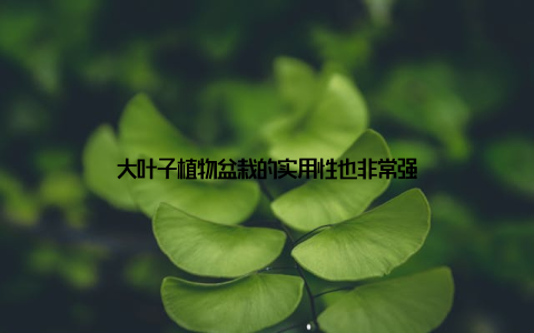 大叶子植物盆栽的实用性也非常强
