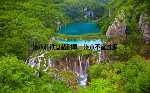 浇水苏铁盆栽耐旱, 浇水不宜过多