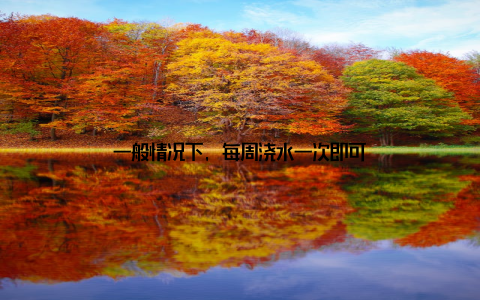 一般情况下, 每周浇水一次即可