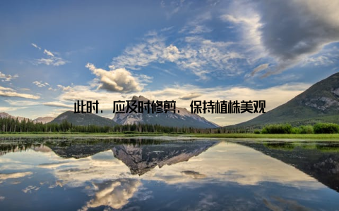 此时, 应及时修剪, 保持植株美观