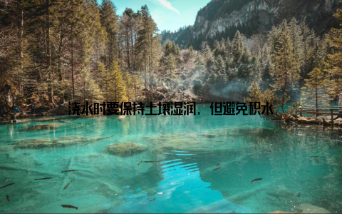 浇水时要保持土壤湿润, 但避免积水