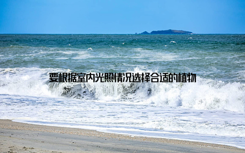 要根据室内光照情况选择合适的植物