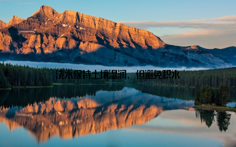 浇水保持土壤湿润, 但避免积水