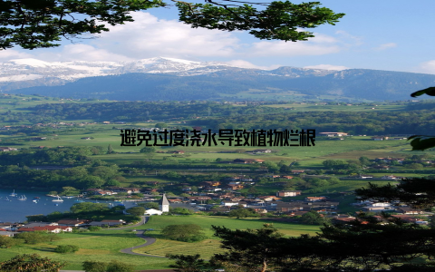 避免过度浇水导致植物烂根