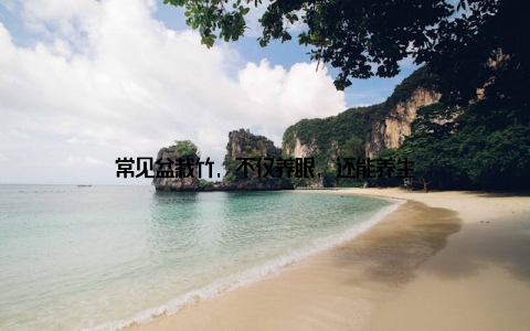 常见盆栽竹, 不仅养眼, 还能养生