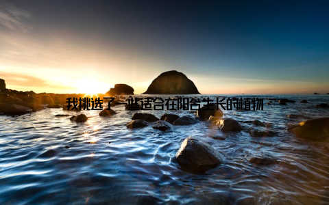 我挑选了一些适合在阳台生长的植物