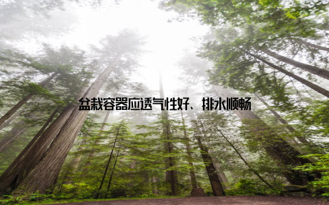 盆栽容器应透气性好、排水顺畅