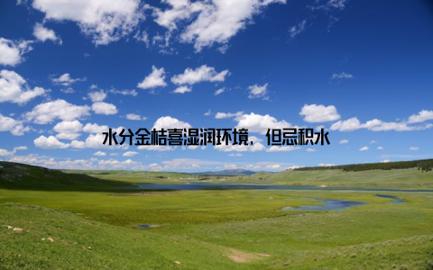 水分金桔喜湿润环境, 但忌积水