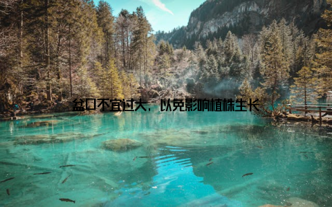 盆口不宜过大, 以免影响植株生长