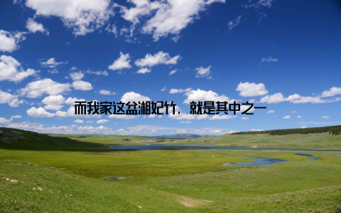 而我家这盆湘妃竹, 就是其中之一