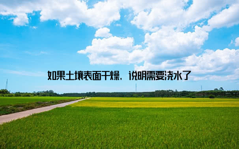 如果土壤表面干燥, 说明需要浇水了