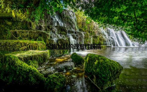 金梅盆栽的观赏性极高