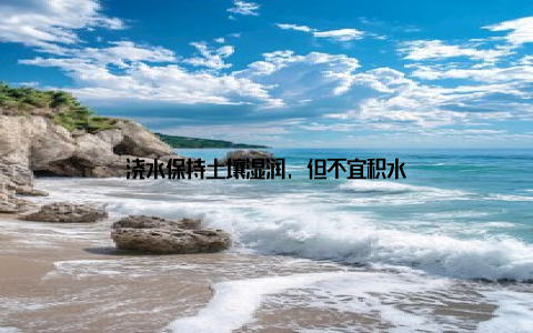 浇水保持土壤湿润, 但不宜积水