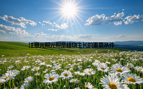 注意光照光照是植物生长的重要条件