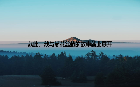 从此, 我与菊花盆栽的故事就此展开