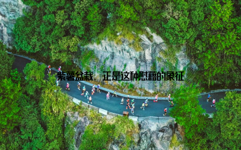 紫薯盆栽, 正是这种慰藉的象征