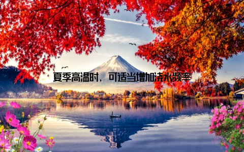 夏季高温时, 可适当增加浇水频率