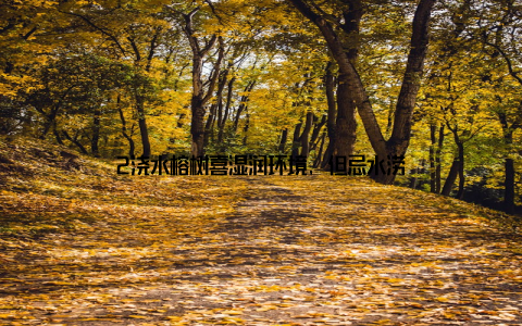 2浇水榕树喜湿润环境, 但忌水涝