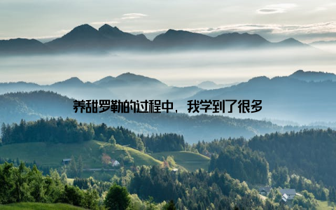 养甜罗勒的过程中, 我学到了很多